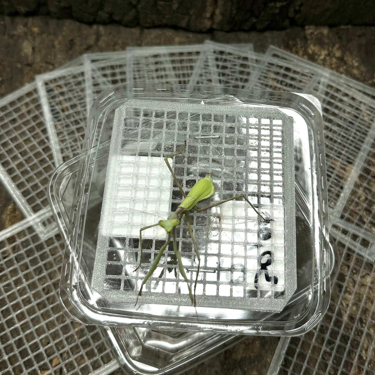 Gitter für Versand- & Aufzuchtdosen