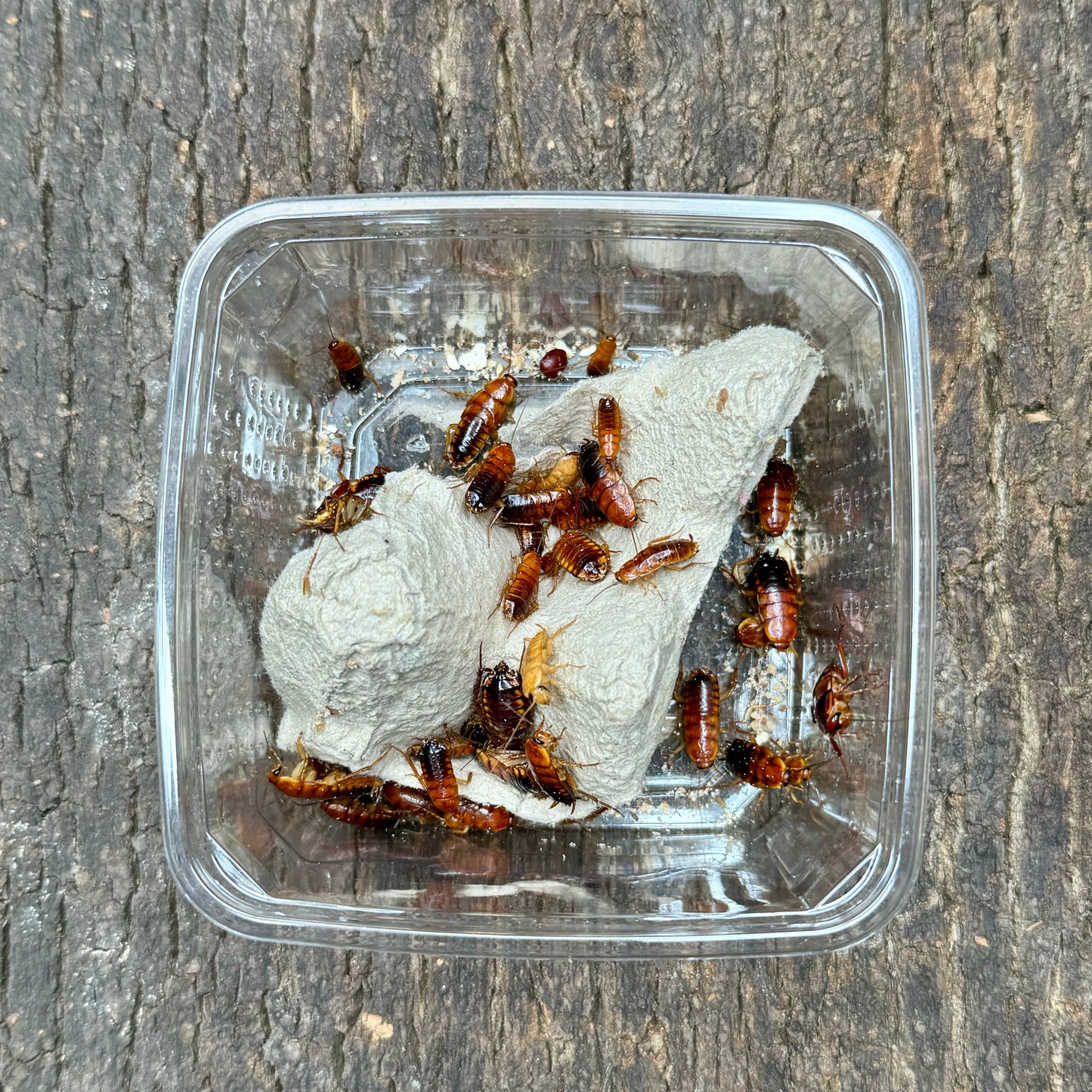 Shelfordella lateralis / Schokoschaben