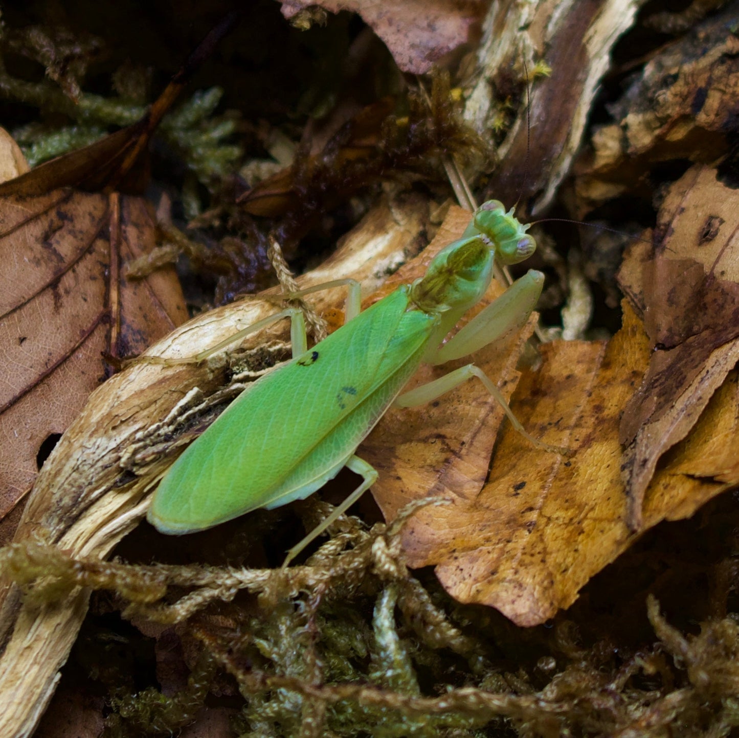 chloroharpax modesta / Kleine Blütenmantis