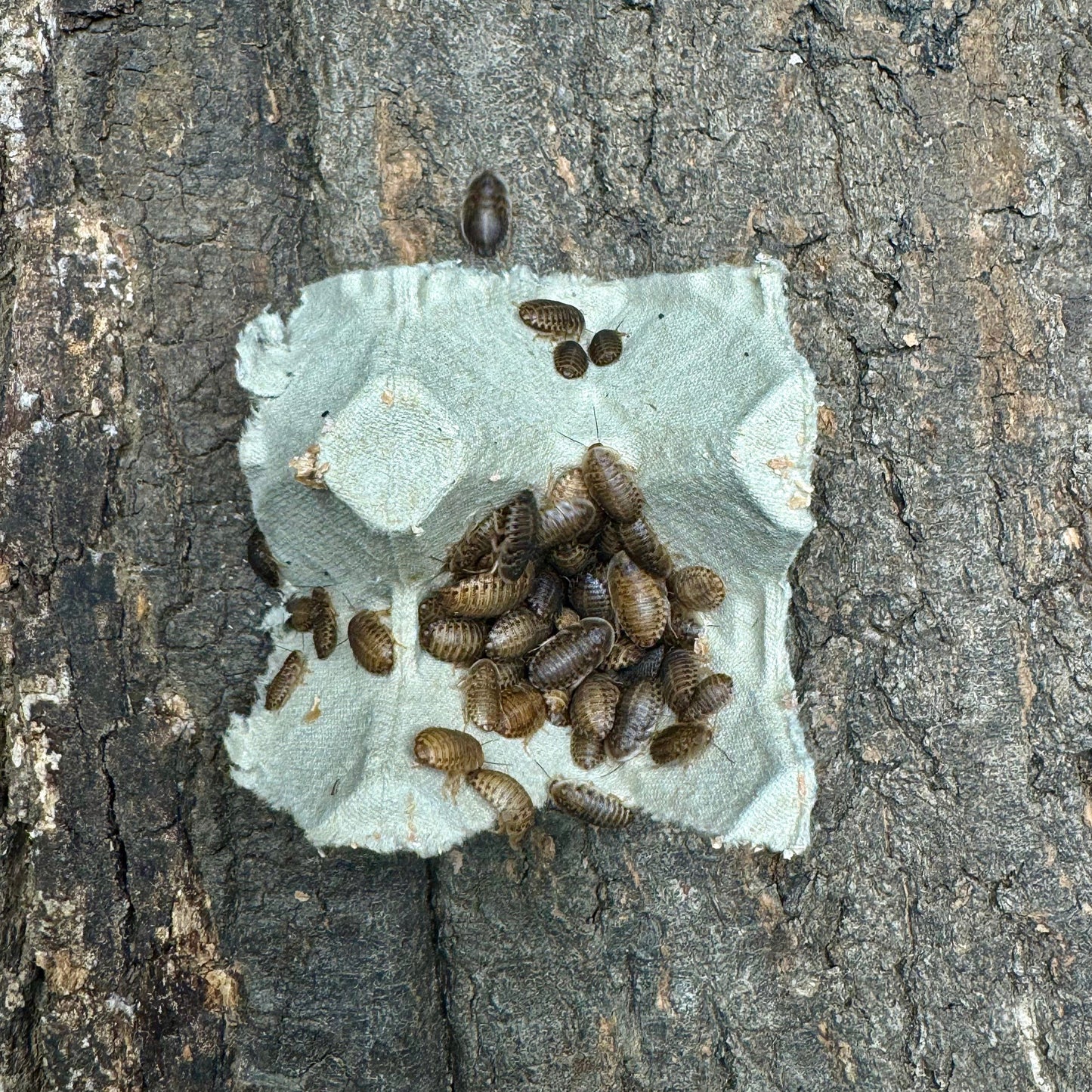 blaptica dubia / Argentinische Waldschabe
