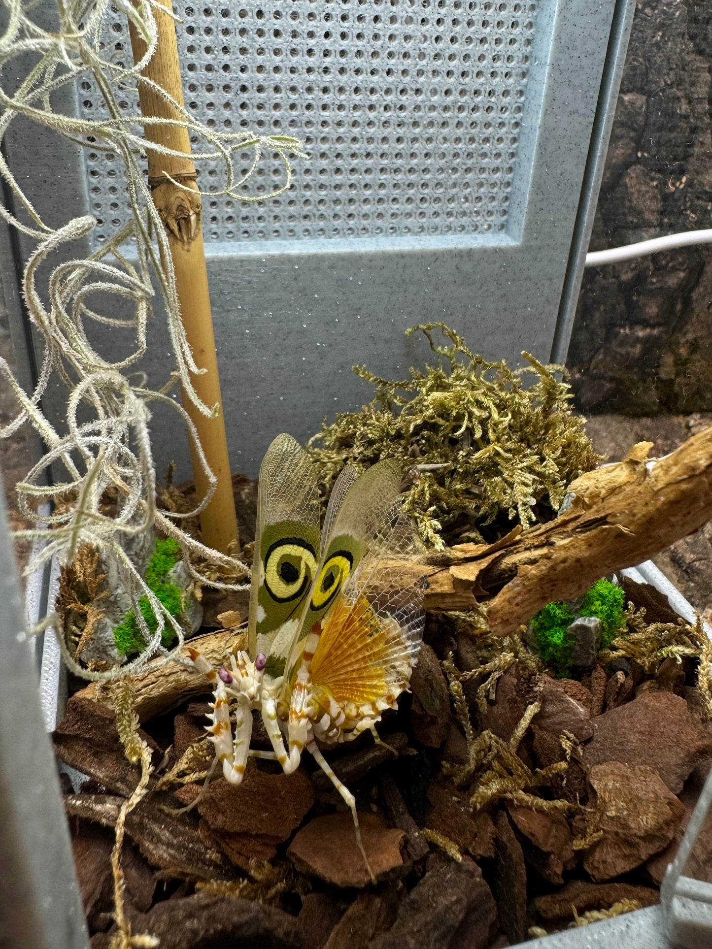 Mikro-Terrarium – Limited Edition im hochwertigen Marmor-Stil