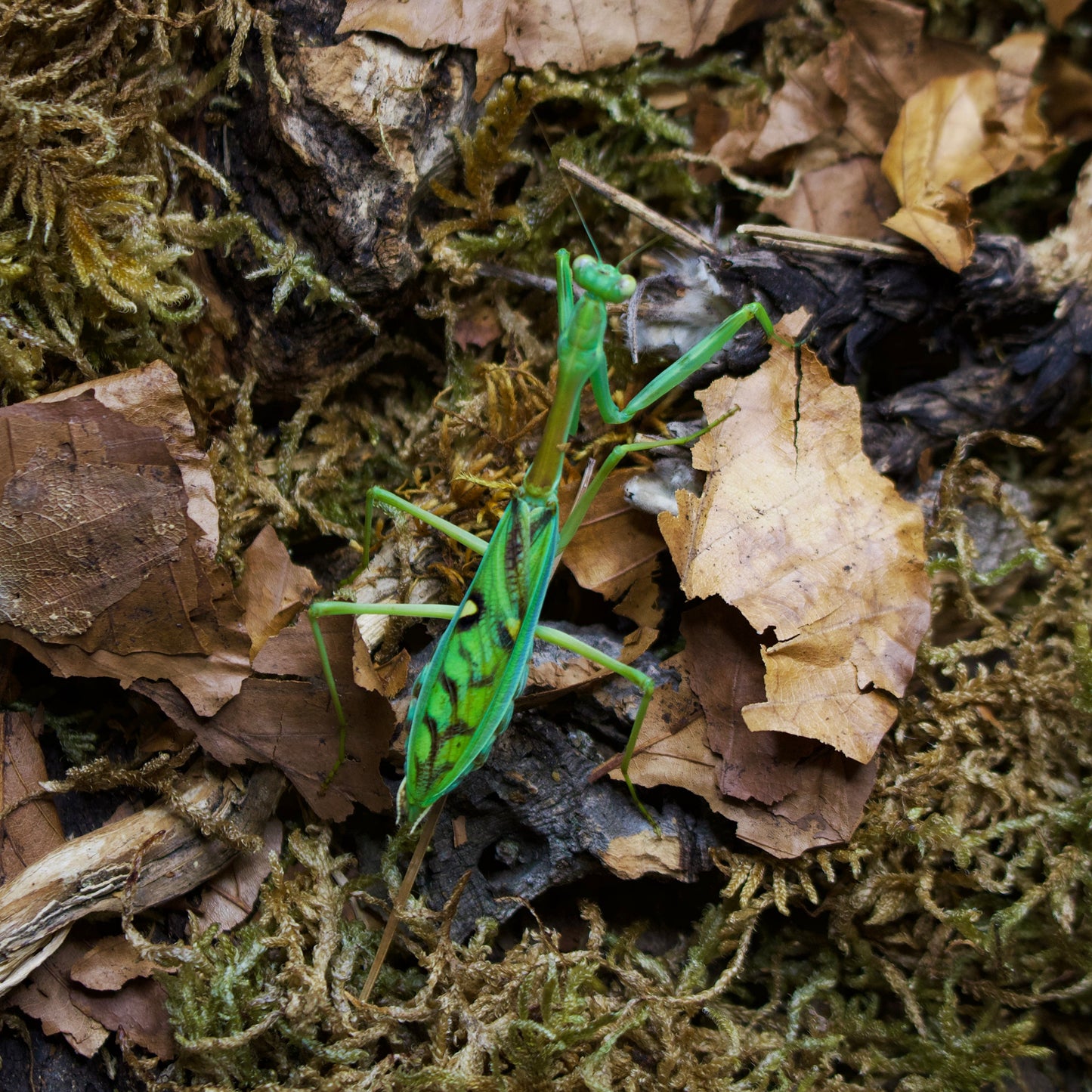 omomantis zebrata / Zebramantis