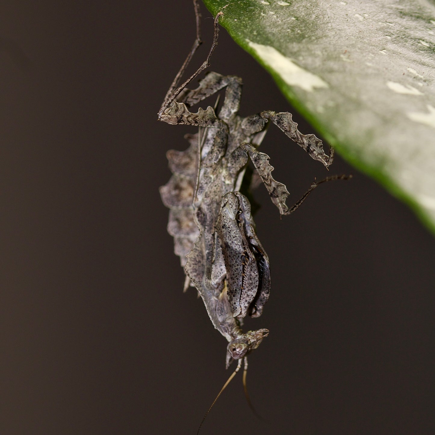 parablepharis kuhlii asiatica / Darth Vader Mantis