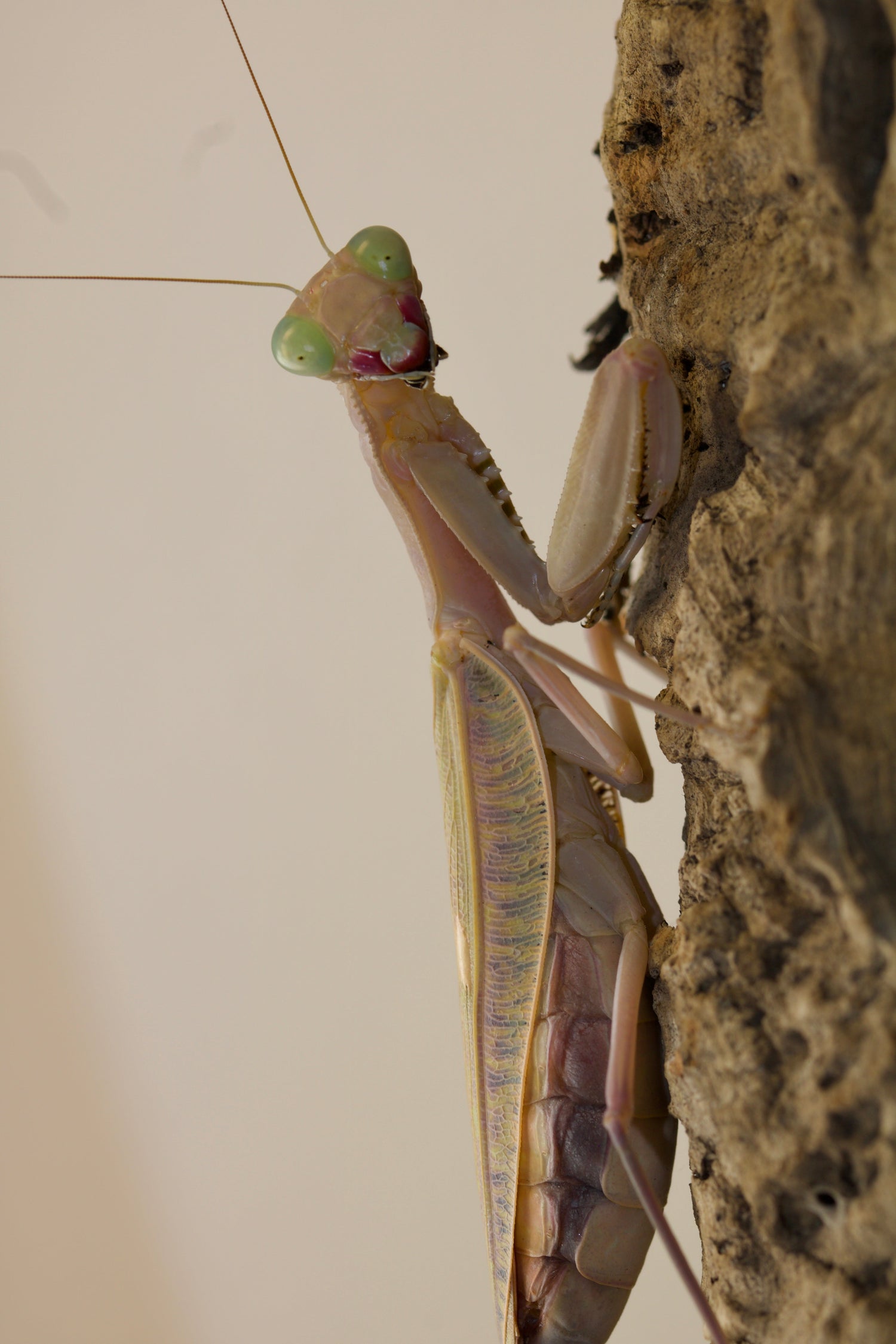 Mantiden | Mantiden Park