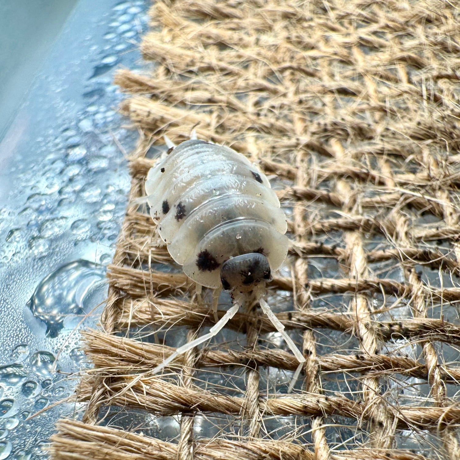 Porcellio laevis „panda“ / Panda-Asseln / Mantiden Park