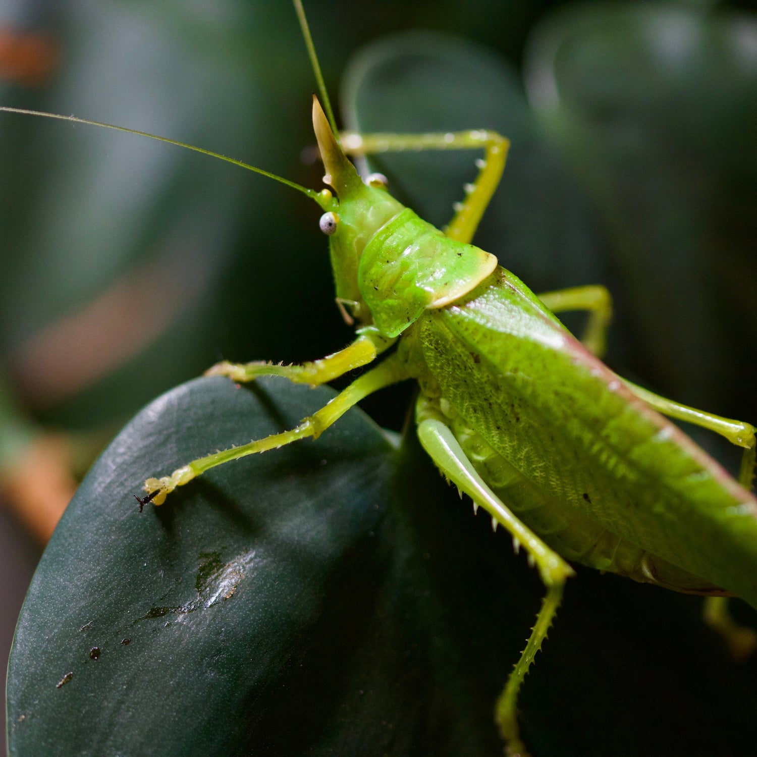 Katydiden | Mantiden Park