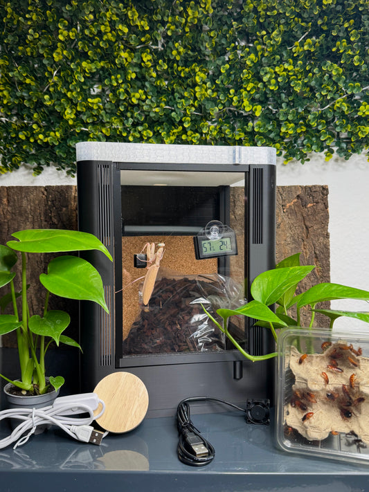 Mantiden Starter Kit – Komplettset mit Terrarium & Mantide