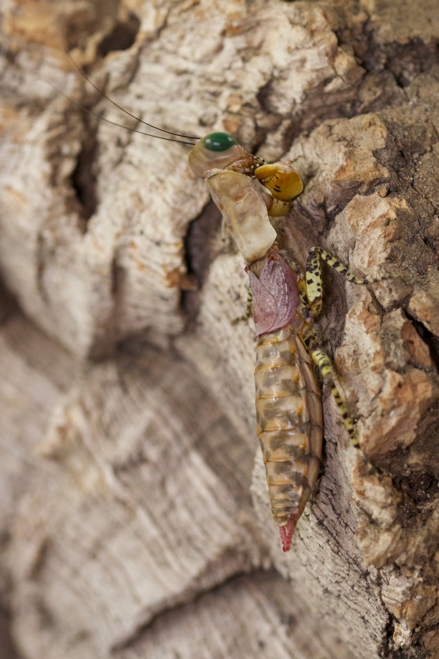 tarachodula pantherina / Panther-Mantis