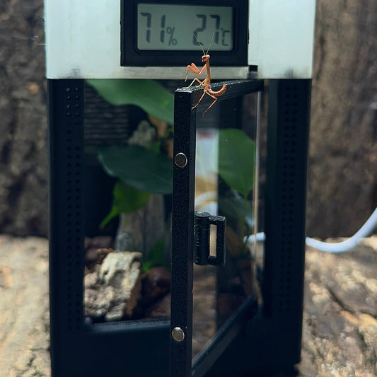 Starter-Kit: sphodropoda quinquedens + Mikro-Terrarium