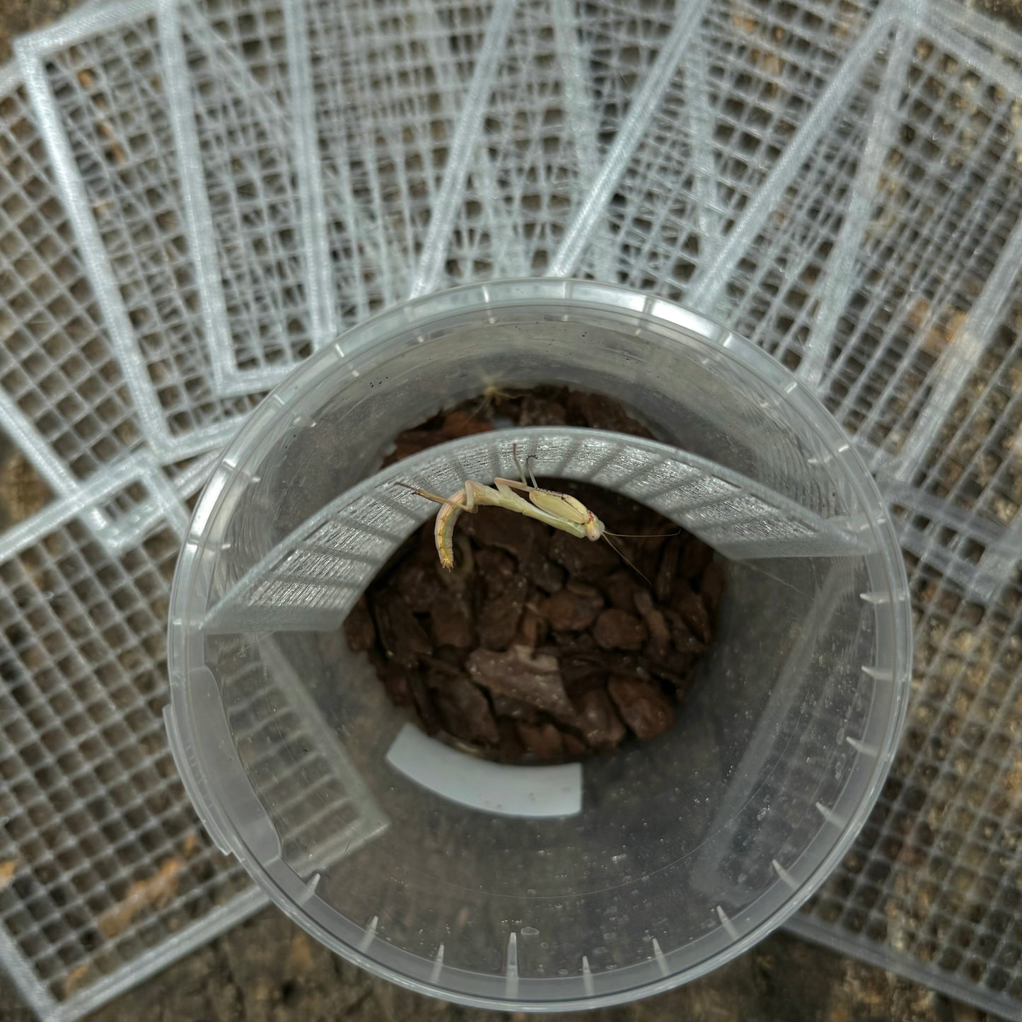 Gitter für Versand- & Aufzuchtdosen