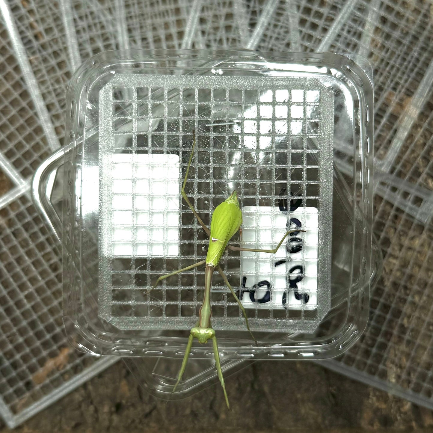 Gitter für Versand- & Aufzuchtdosen