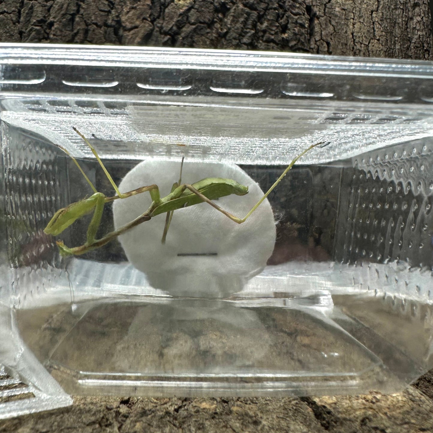 Gitter für Versand- & Aufzuchtdosen