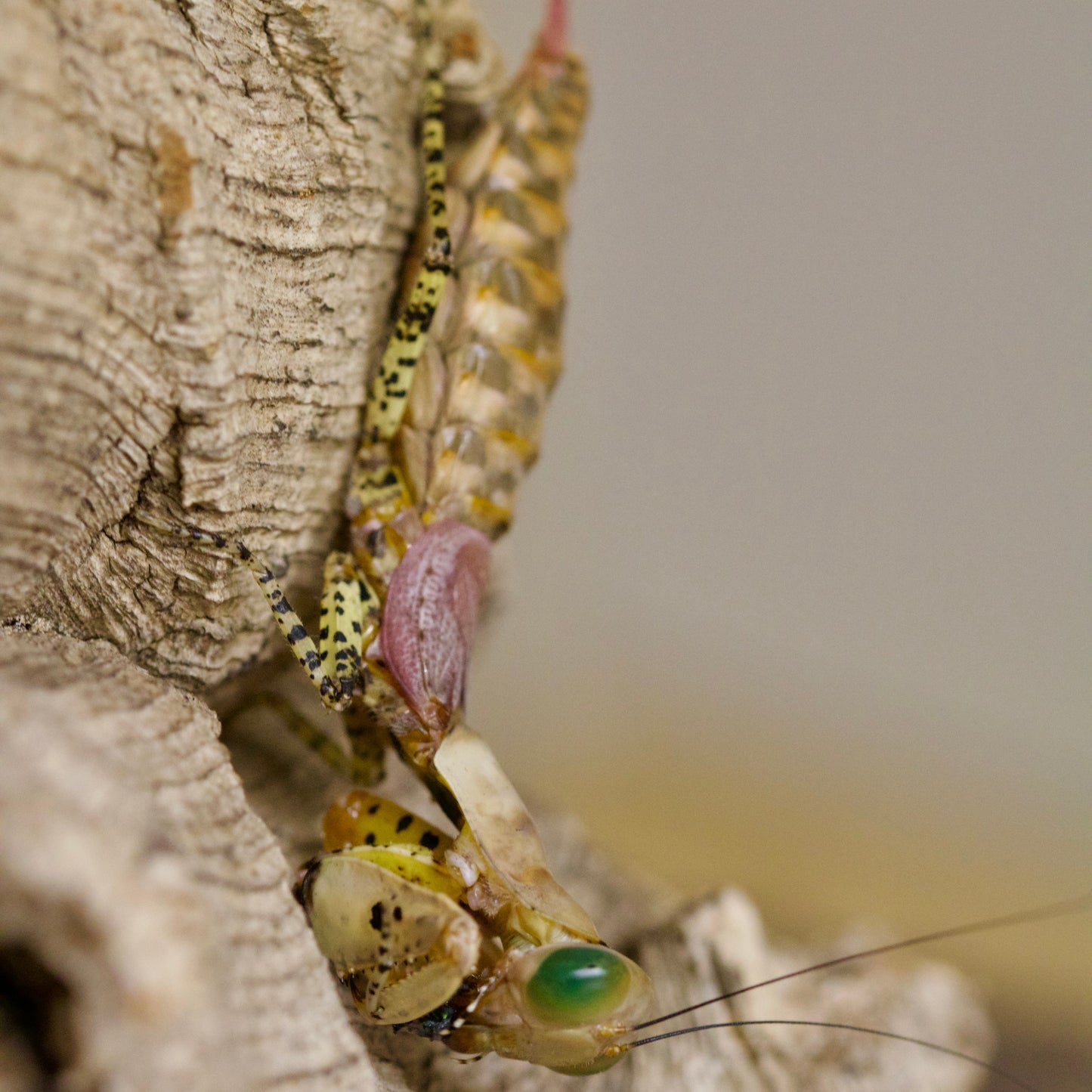 tarachodula pantherina / Panther-Mantis