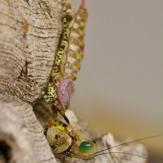 tarachodula pantherina / Panther-Mantis