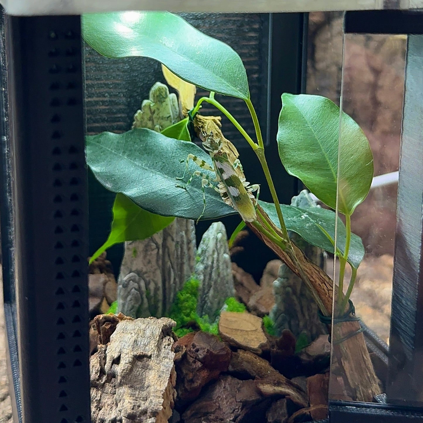 Mikro Terrarium
