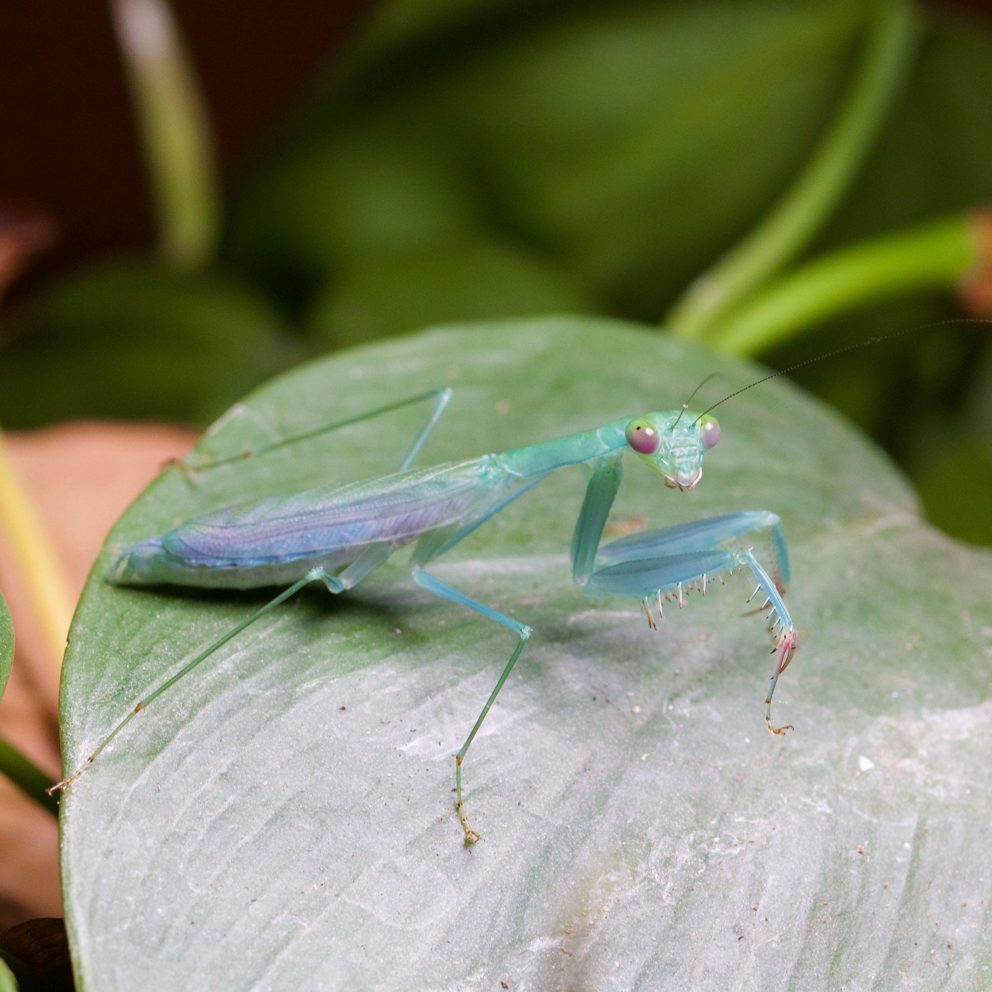 caliris elegans
