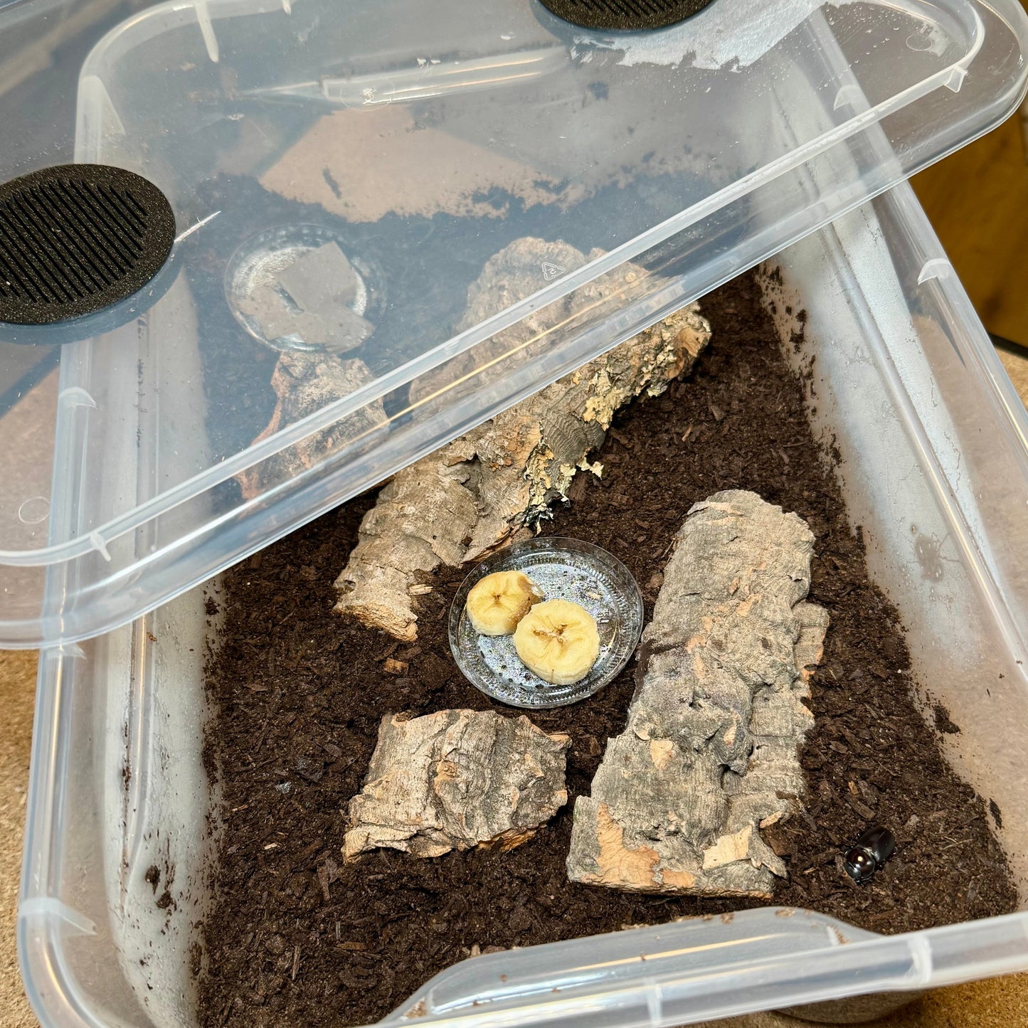 FlexTerra – Individuelle Kunststoff-Terrarien