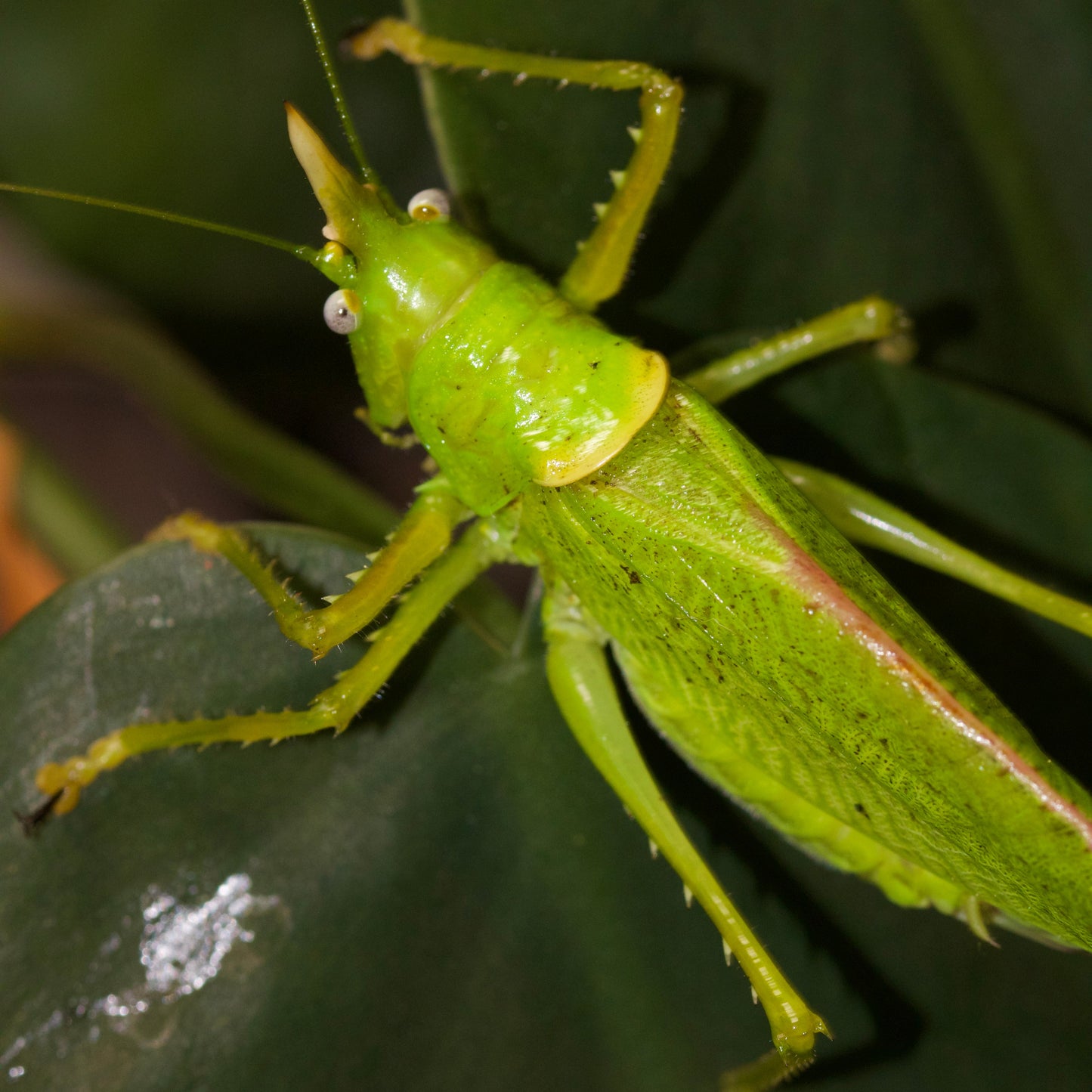 copiphora rhinoceros / Rhinoceros Katydide