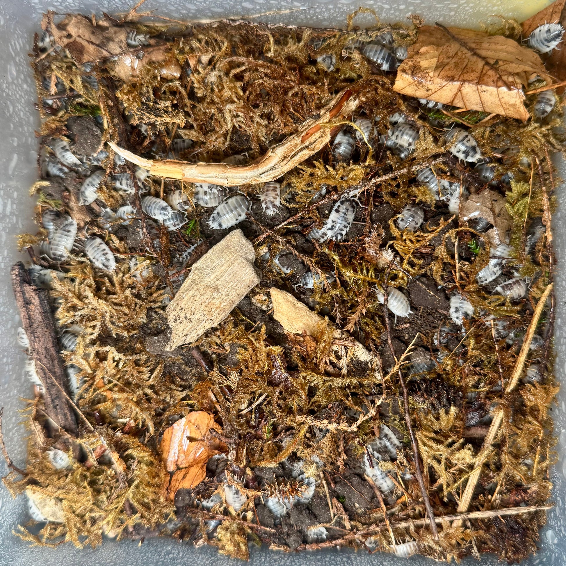 Porcellio laevis „panda“ / Panda-Asseln / Mantiden Park
