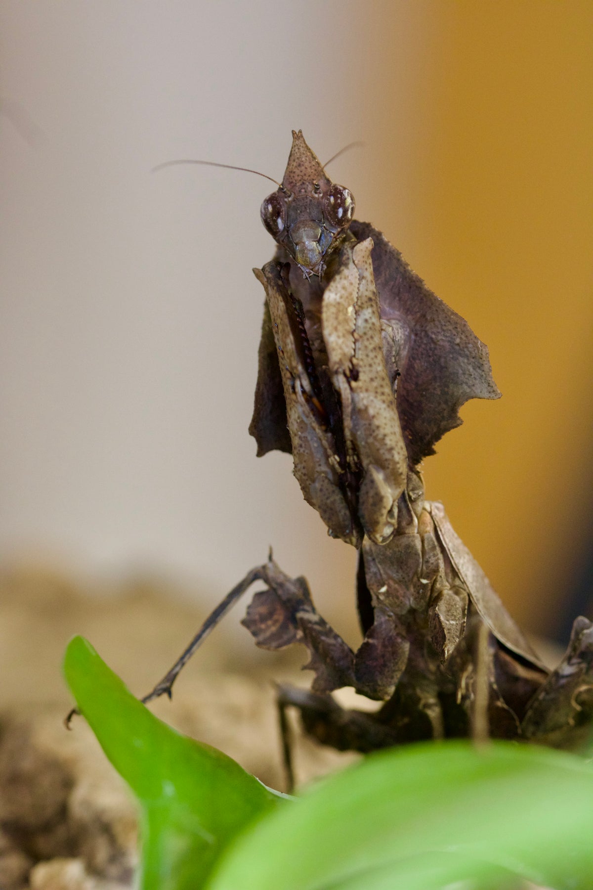 parablepharis kuhlii asiatica / Darth Vader Mantis