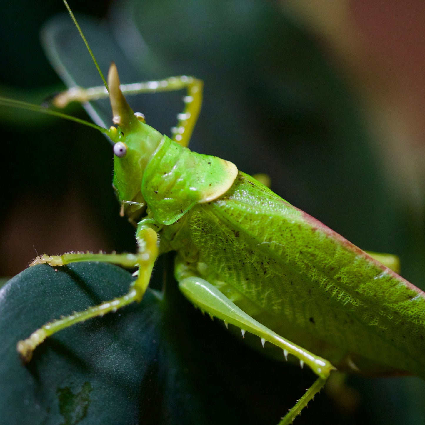 copiphora rhinoceros / Rhinoceros Katydide