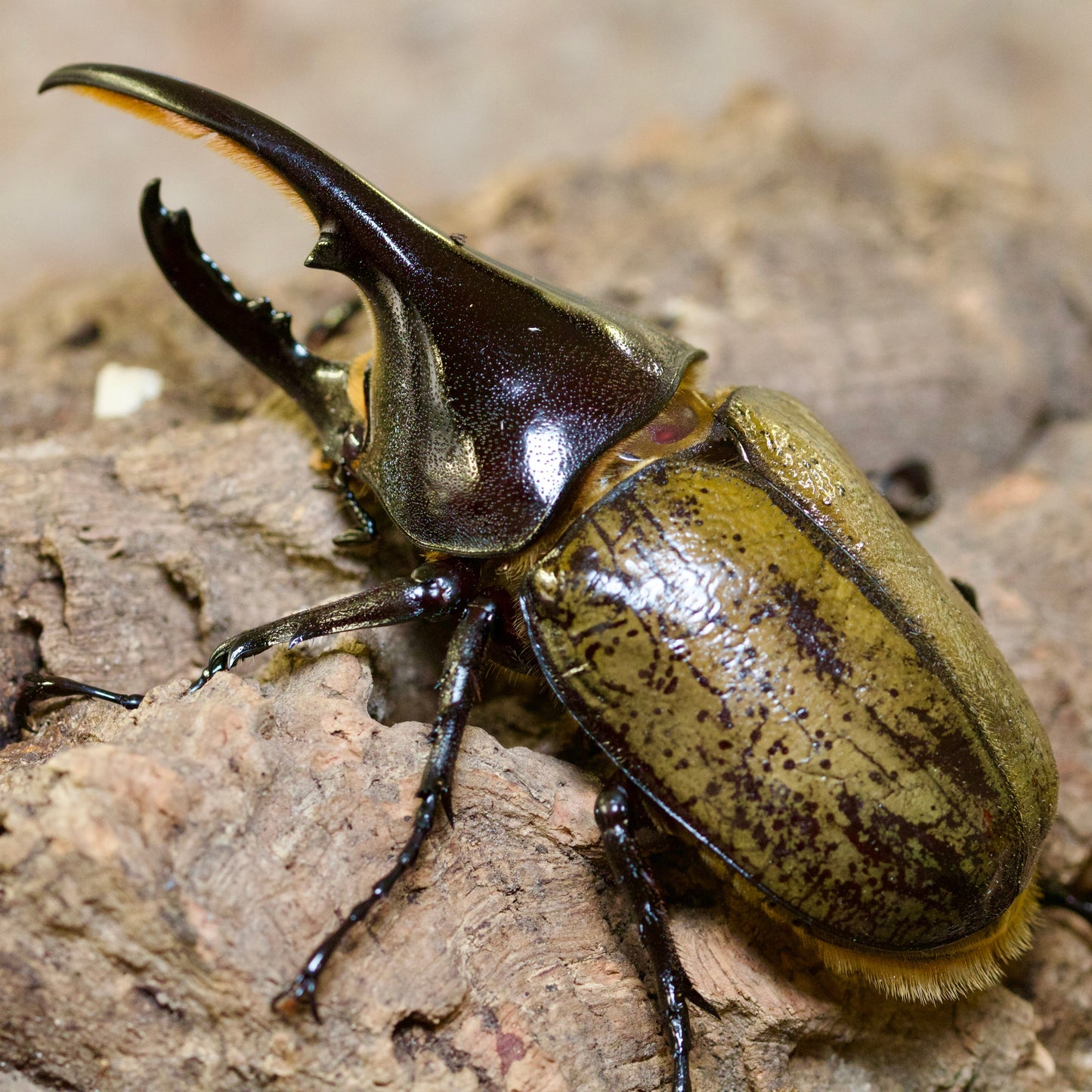 dynastes hercules hercules / Herkuleskäfer
