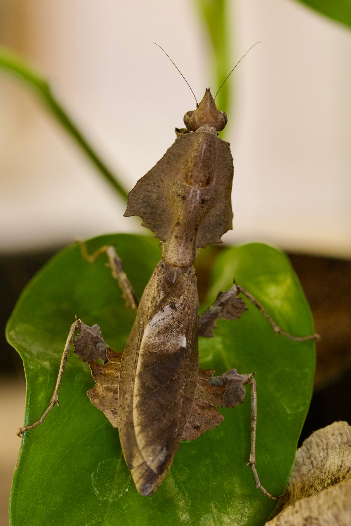 parablepharis kuhlii asiatica / Darth Vader Mantis