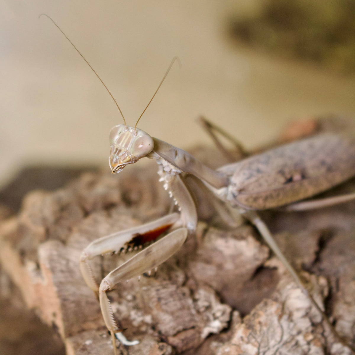 hierodula timorensis