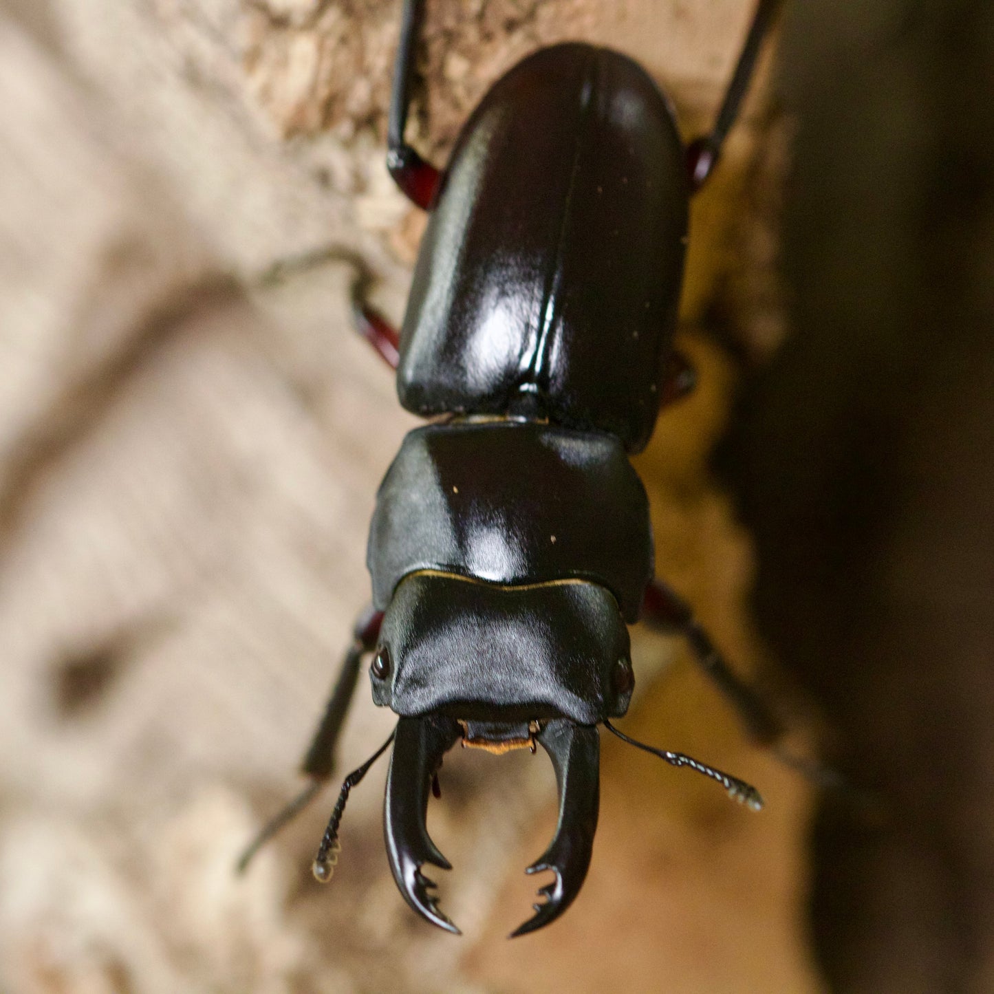 dorcus rubrofemoratus / rotbeiniger Hirschkäfer