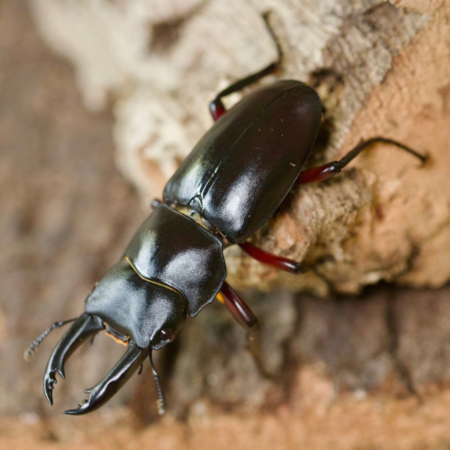 dorcus rubrofemoratus / rotbeiniger Hirschkäfer