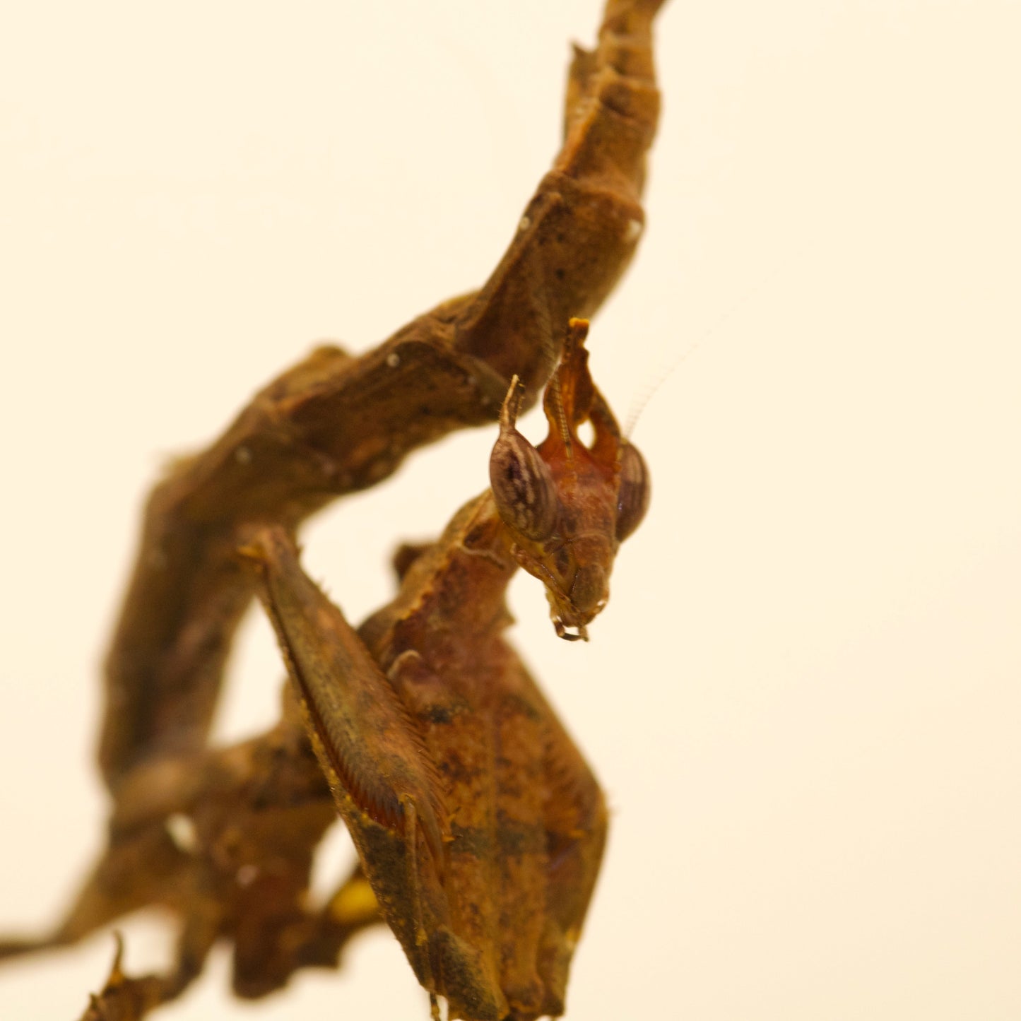 stenophylla cornigera / Drachenmantis
