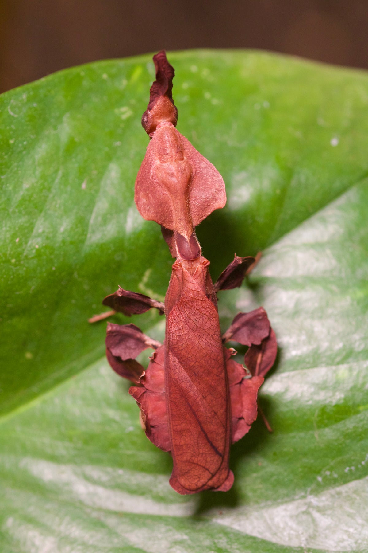 phyllocrania paradoxa /  Geistermantis