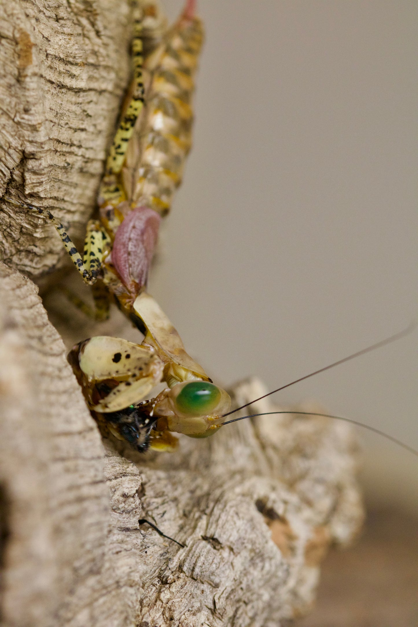 tarachodula pantherina / Panther-Mantis