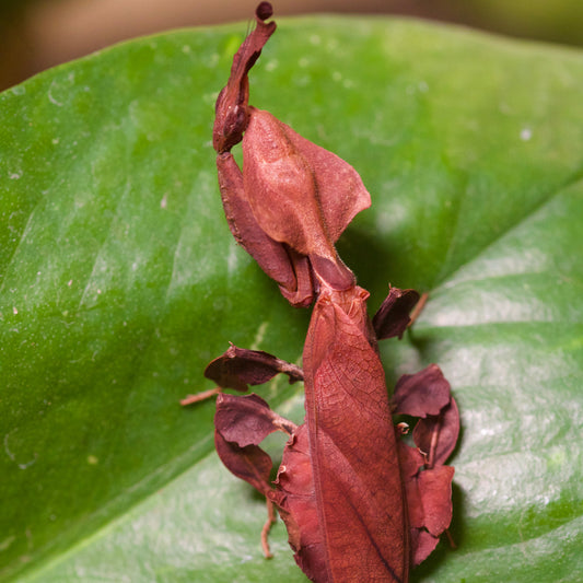 phyllocrania paradoxa /  Geistermantis