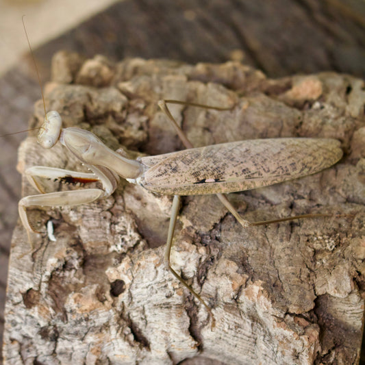 hierodula timorensis