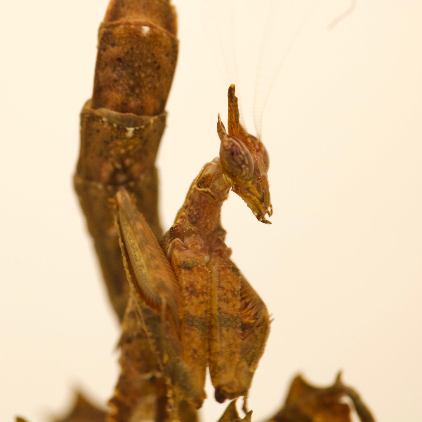 stenophylla cornigera / Drachenmantis