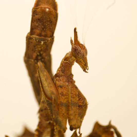 stenophylla cornigera / Drachenmantis