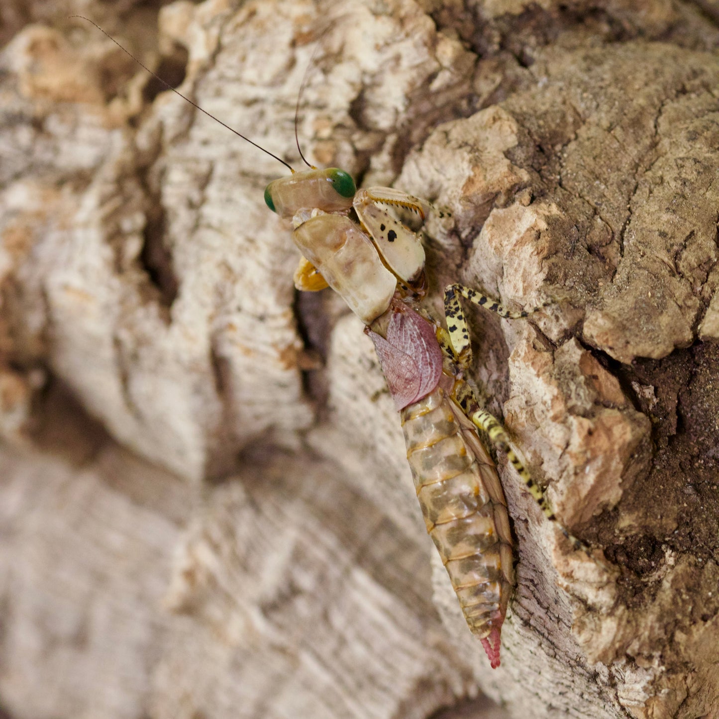 tarachodula pantherina / Panther-Mantis