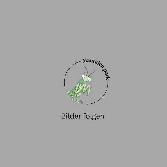 blepharopsis mendica / Kleine Teufelsblume