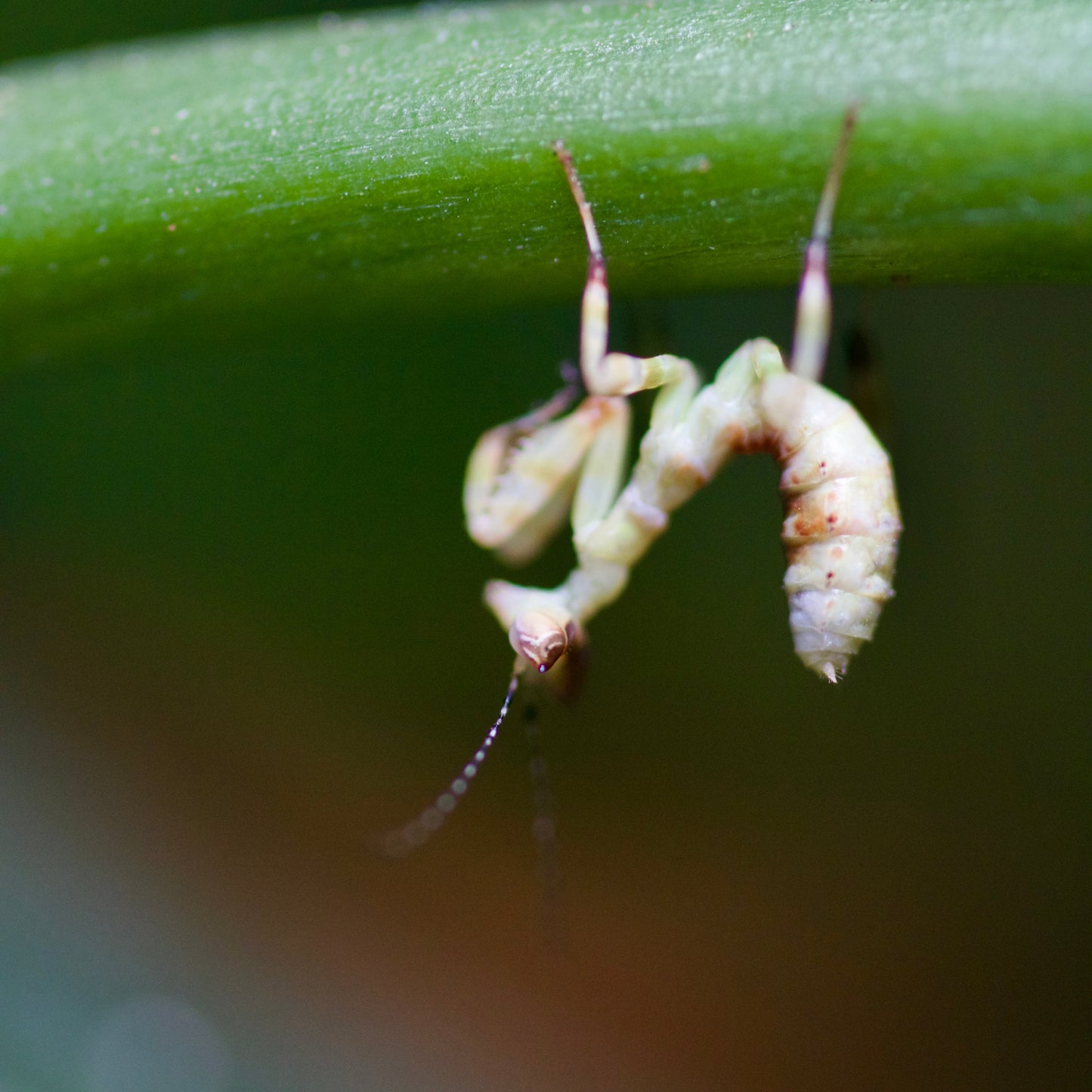 theopropus rubrobrunneus / Asiatische Blütenmantis