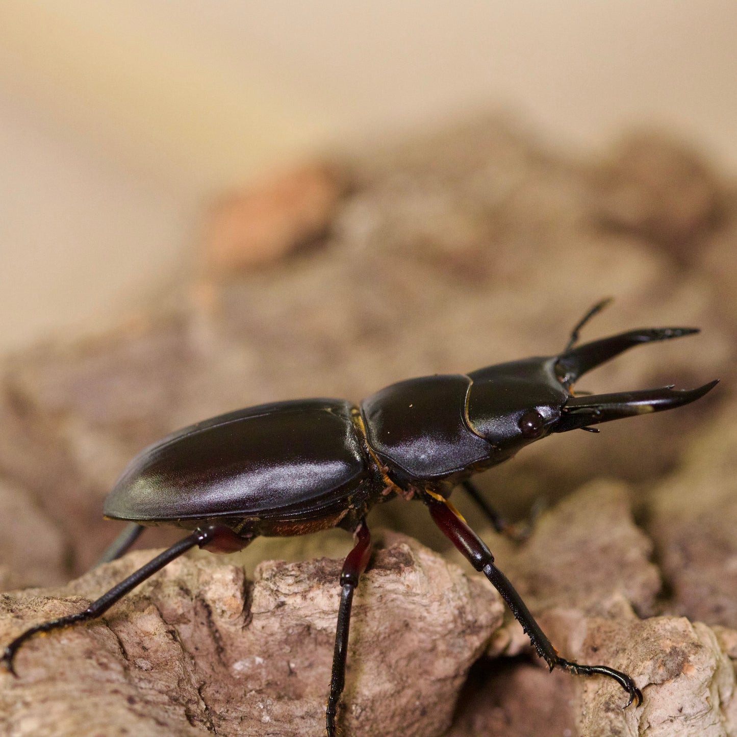 dorcus rubrofemoratus / rotbeiniger Hirschkäfer
