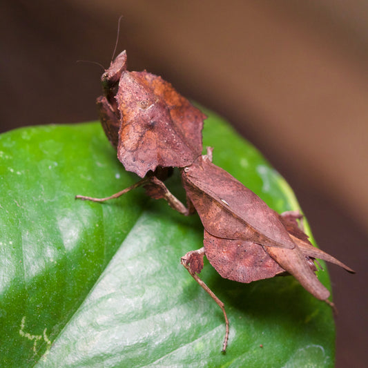 brancsikia freyi