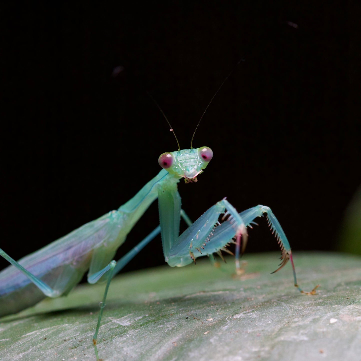 caliris elegans