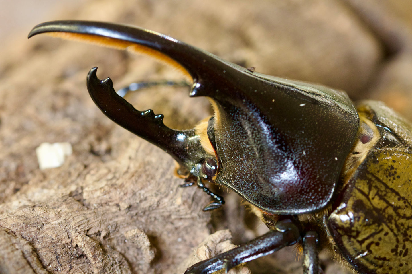 dynastes hercules hercules / Herkuleskäfer