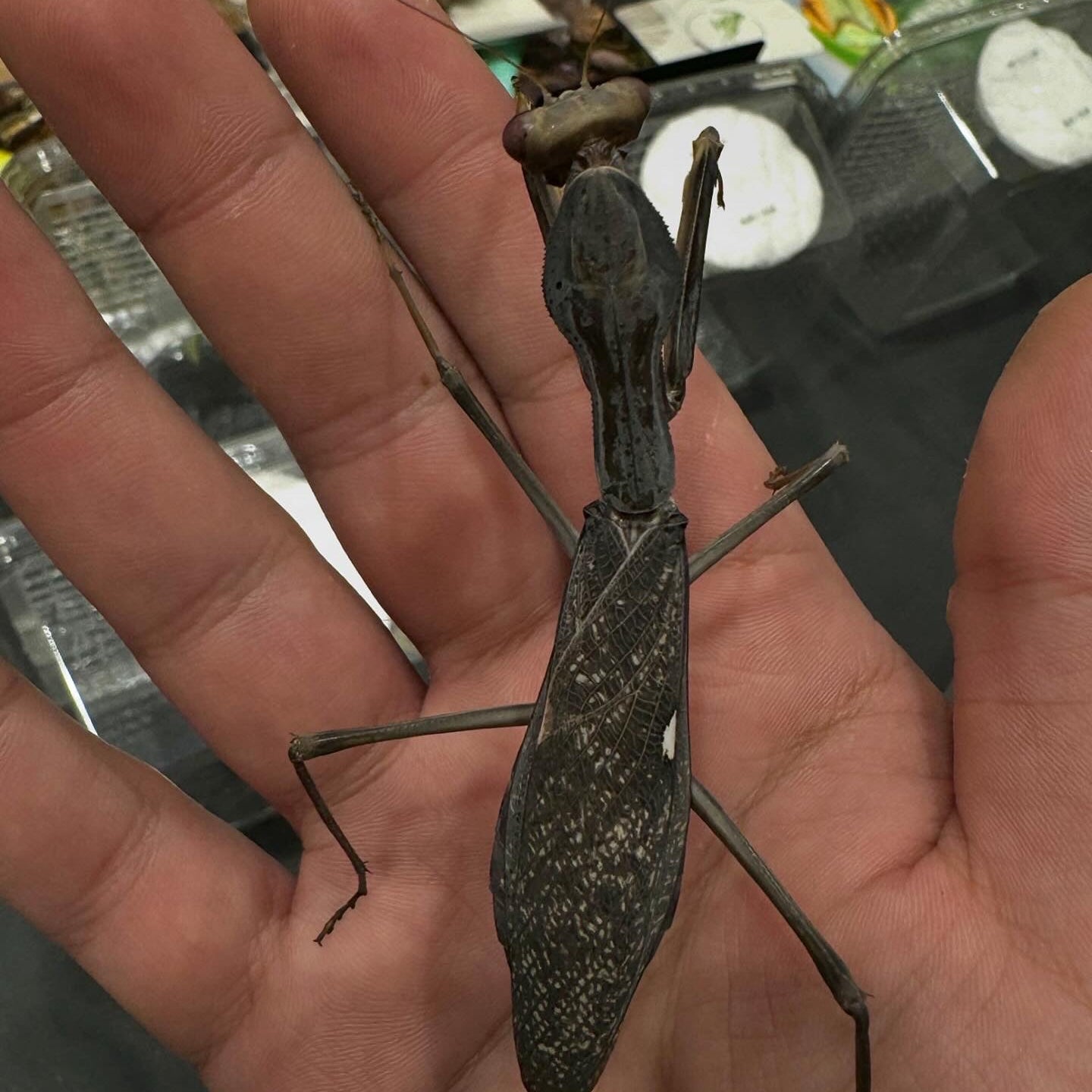 sphodromantis viridis / Afrikanische Riesengottesanbeterin