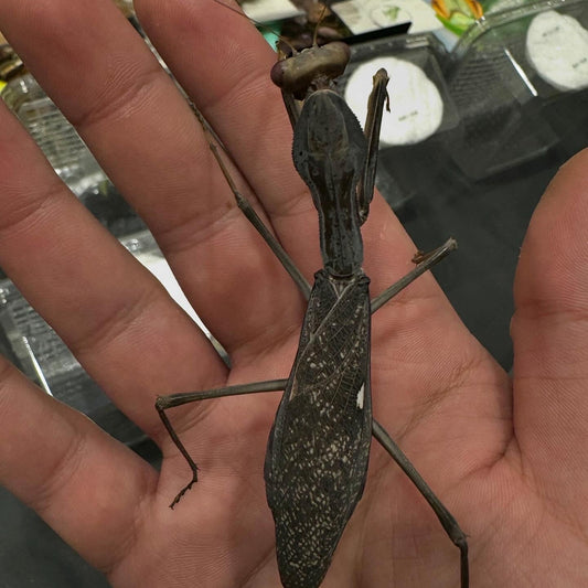 sphodromantis viridis / Afrikanische Riesengottesanbeterin