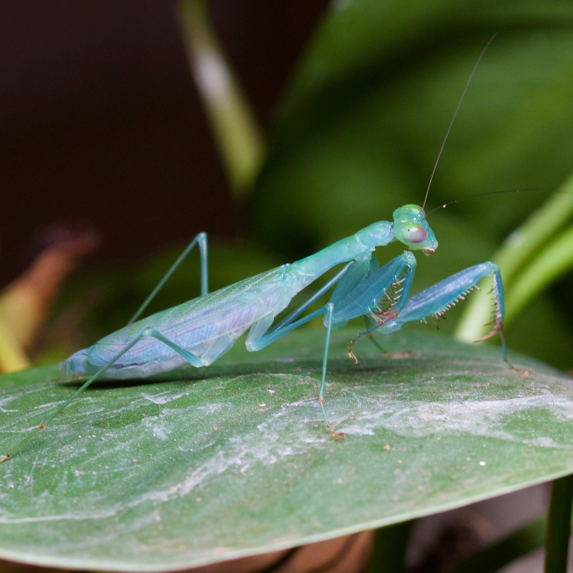caliris elegans