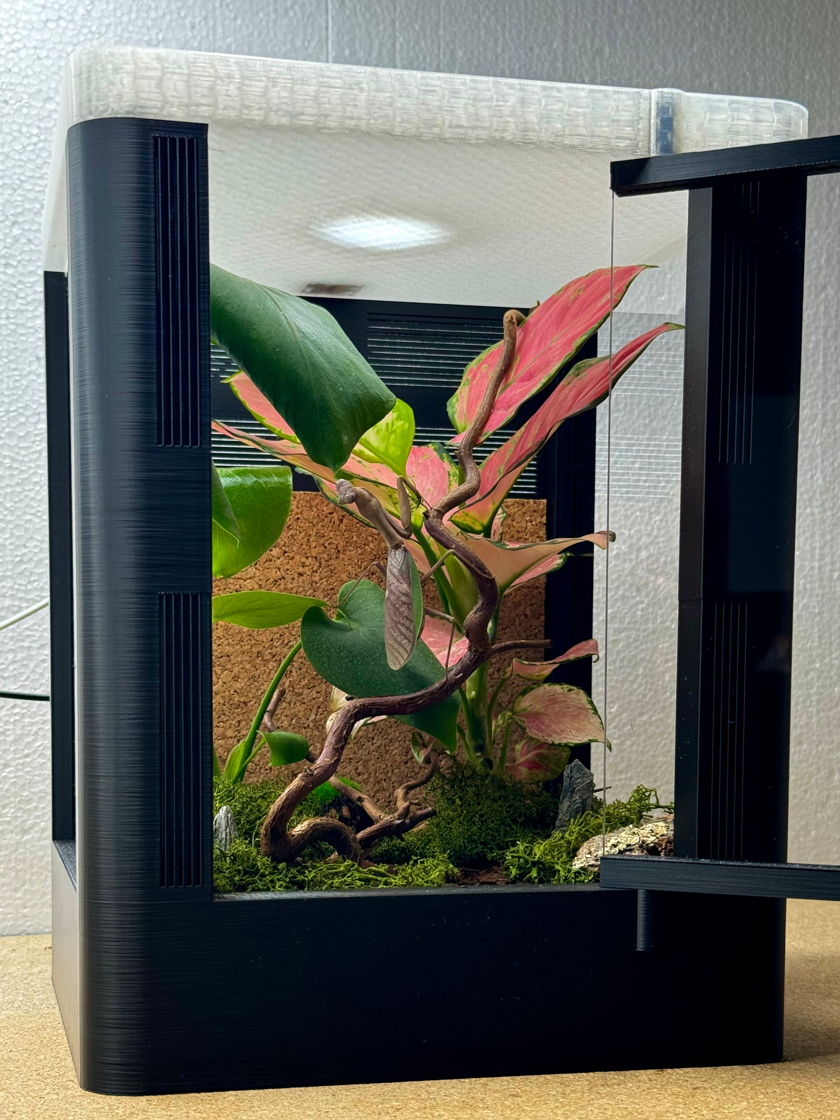 Manterra Terrarium 20×20×30 cm | Mantiden & Springspinnen geeignet ...