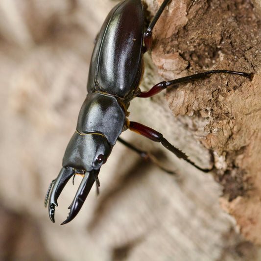 dorcus rubrofemoratus / rotbeiniger Hirschkäfer