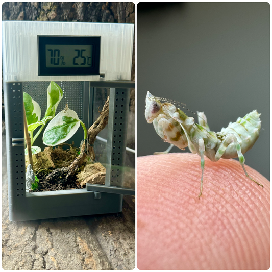 Starter-Kit: Harpagomantis tricolor + Mikro-Terrarium